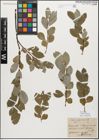 Foto von Salix myrsinifolia Salisb.
